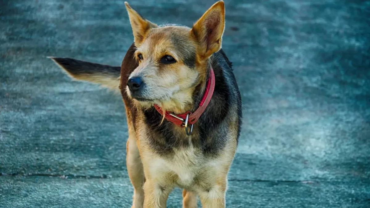 Police’s disbelief after seven puppies were ‘stuffed’ in a suitcase and dumped to perish