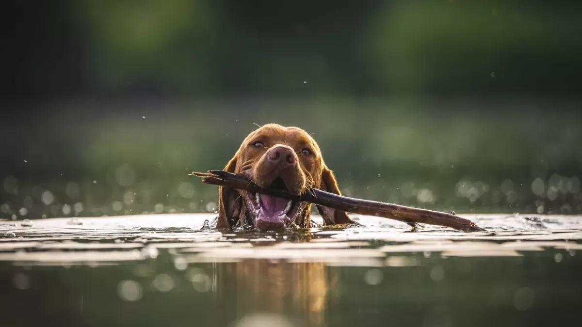 Police's shock over cruelty after four dogs were weighed down and thrown into the pond to die