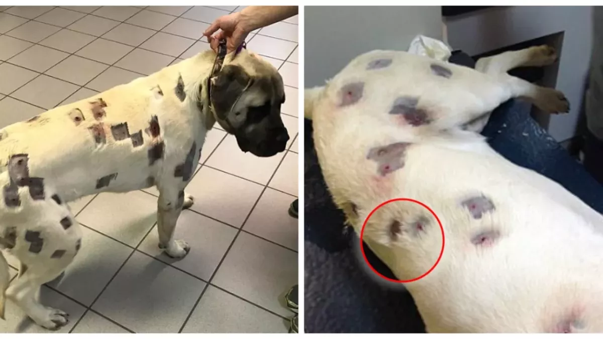 This poor dog was shot over 50 times with lead bullets