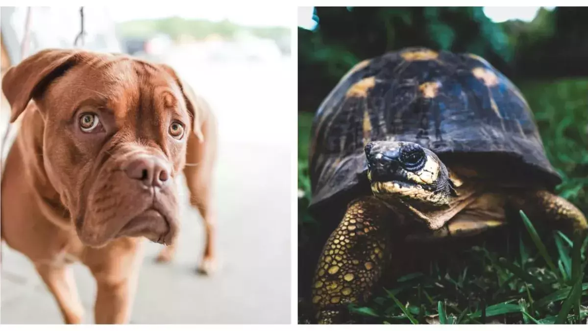 Pug and tortoise