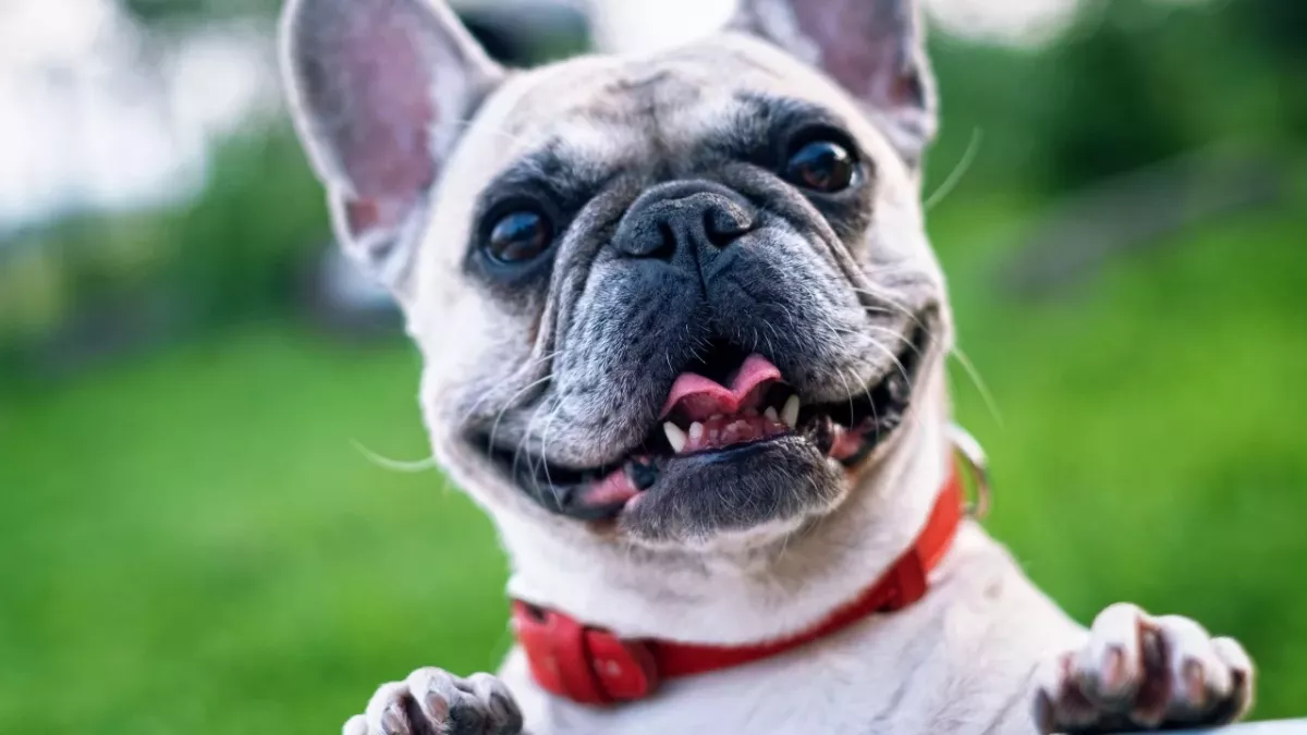 A pup abandoned with horrendous untreated burns charmed his foster family and got a forever home 