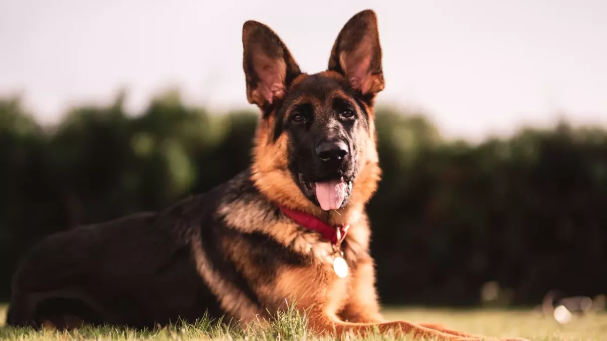 This pup was dognapped, abandoned and lived like a stray; five long years later it's back with its owners (VIDEO) 