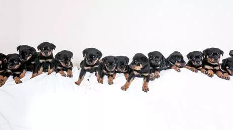 Puppies
