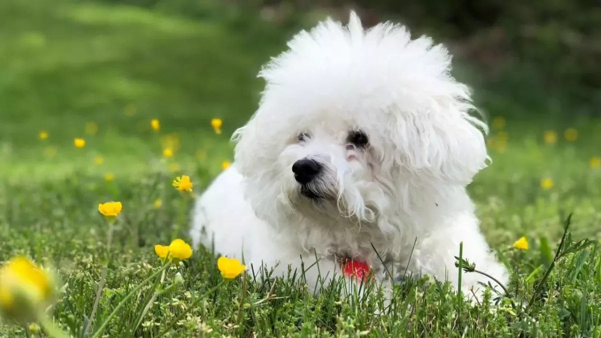 This puppy ‘broke a new record’ after eating something it shouldn’t have