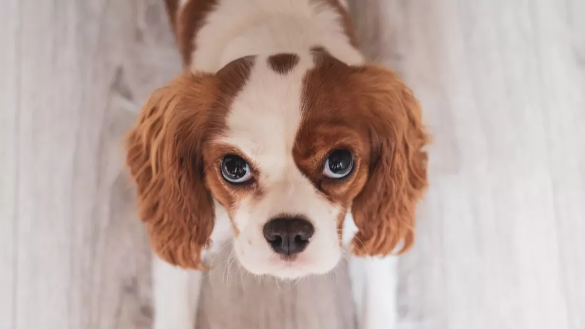 A puppy chewed this dangerous substance at home and almost ended up under the knife