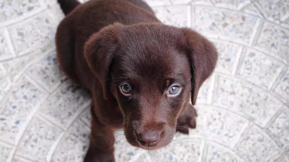 A puppy found ‘covered in maggots’ looks unrecognizable after a woman took him in (VIDEO)