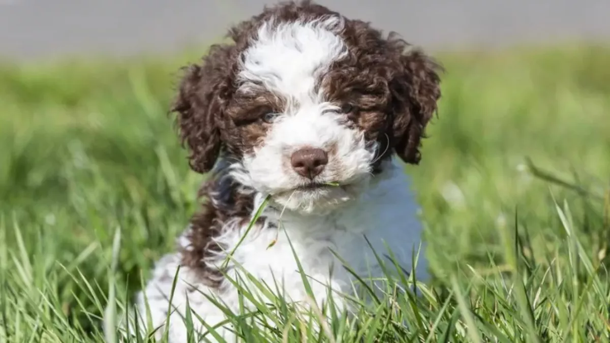 This puppy found treasure worth almost £6,000 on its very first walk
