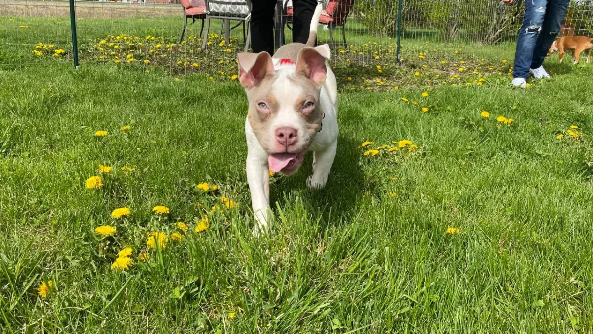 This puppy was abandoned in a dumpster until binmen found it