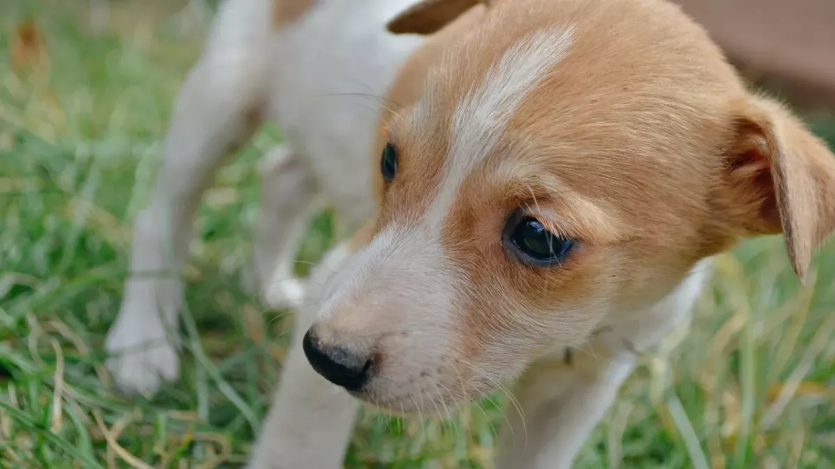 This puppy was about to be put down until something unbelievable happened moments after 