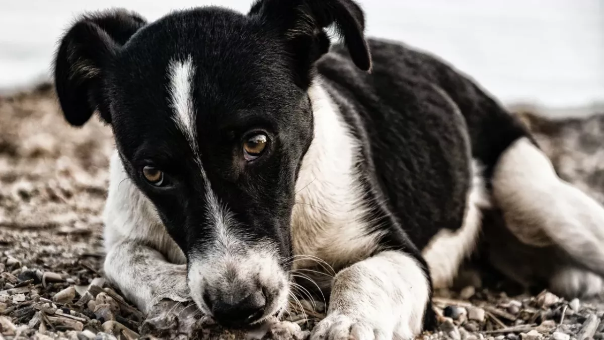 This puppy wasn’t let into a plane so his owner just dumped him outside the airport