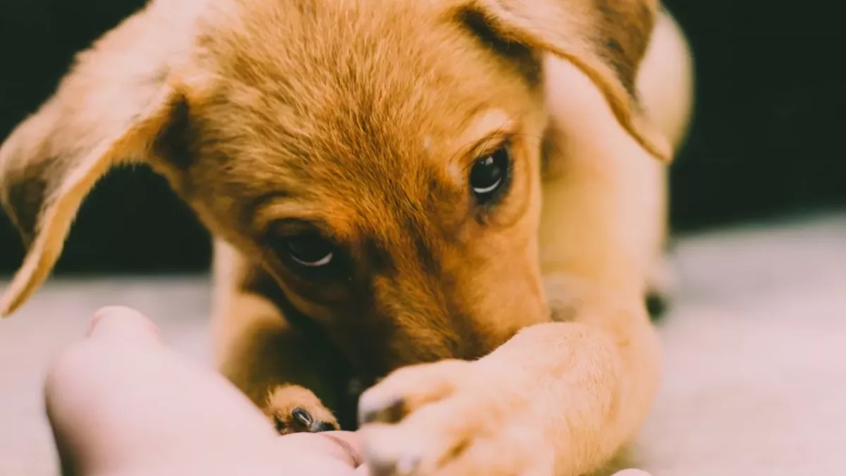 The puppy who ‘crumbles and urinates' of fear at the sight of people was found living in an old TV