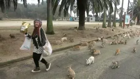 Rabbit island
