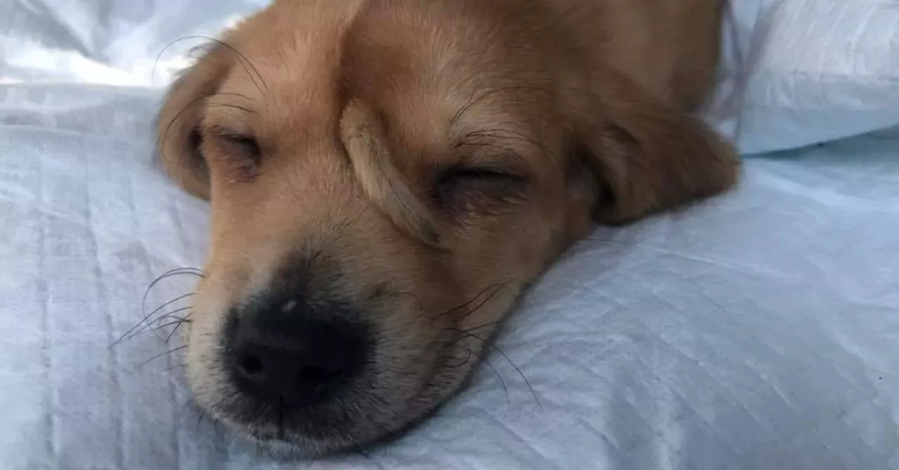 Rae the unicorn dog is all grown up