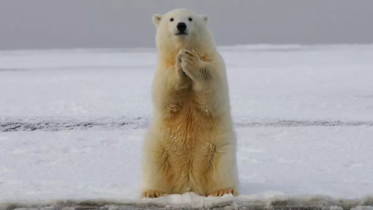 Rare bear species discovered in Greenland after centuries of isolation