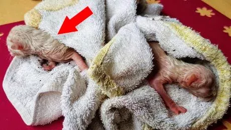A Reddit user found 2 abandoned kittens on his roof.