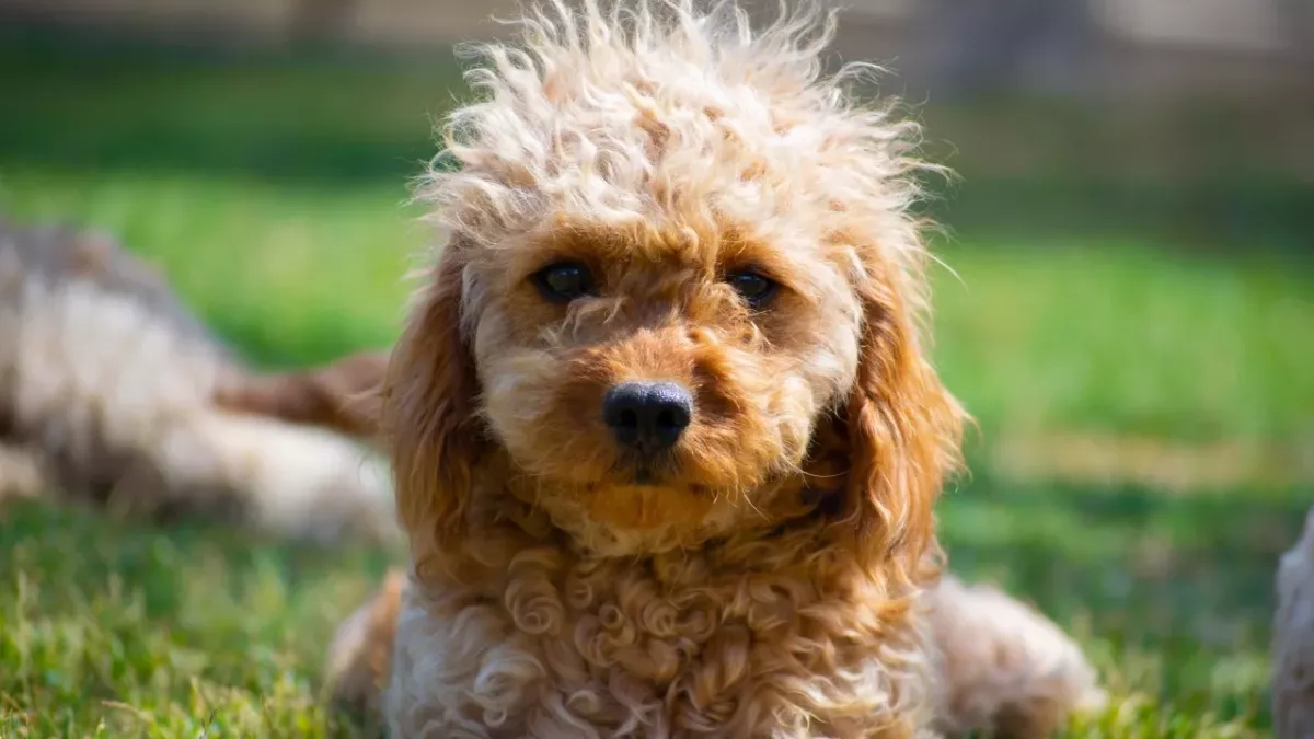 This rescue dog was trembling and had her paws sweat at the sight of humans 