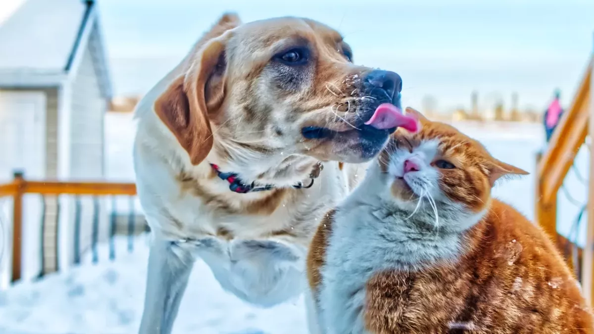 This rescue puppy was adopted into a house with two cats, and something incredible happened 