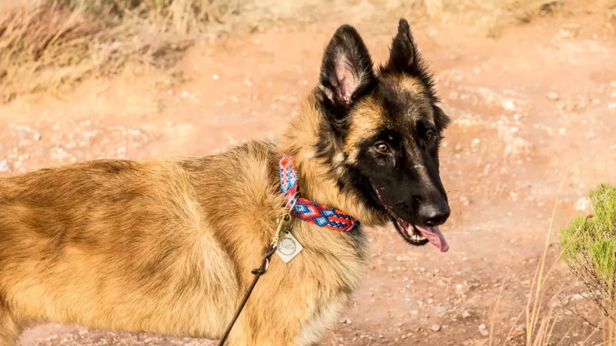Rescue staff's tears as this abandoned pup with a drooping ear only had one viewing in the past 12 months 