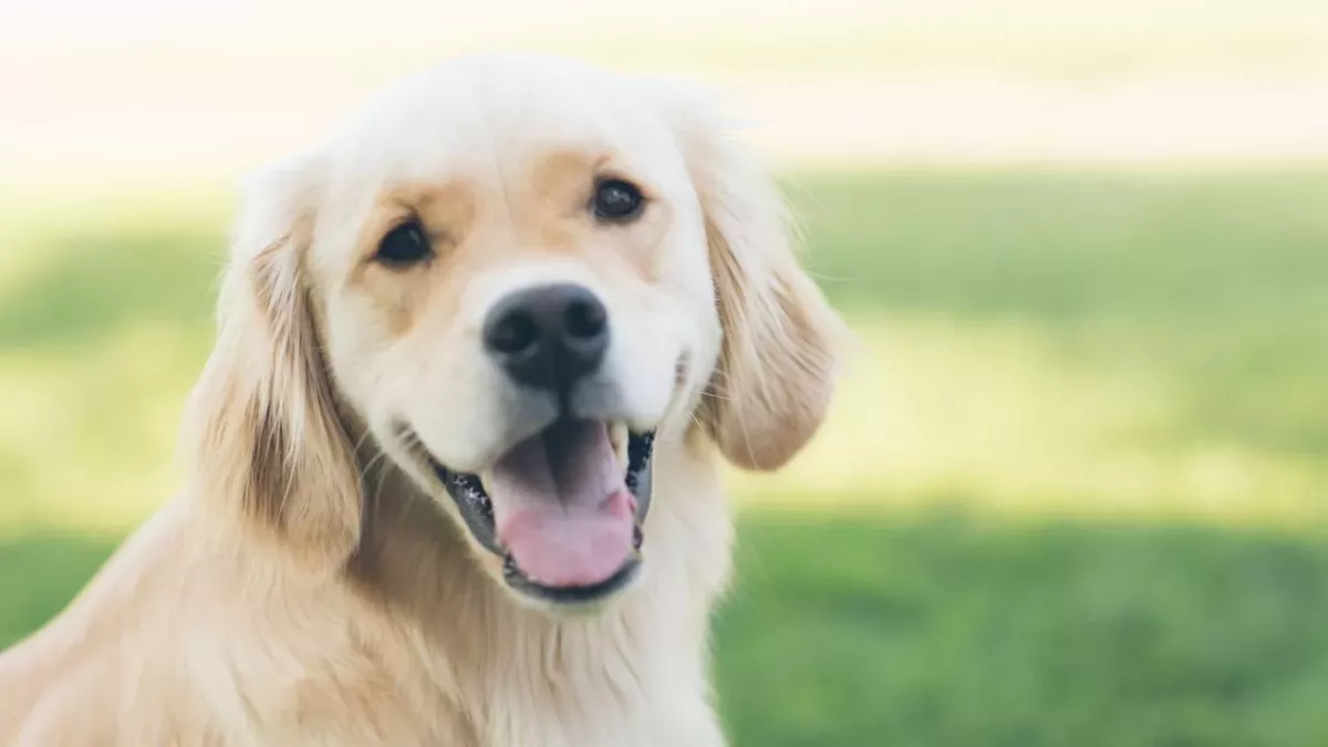 This rescued dog from hoarders who was covered in bite marks is now searching for a new home