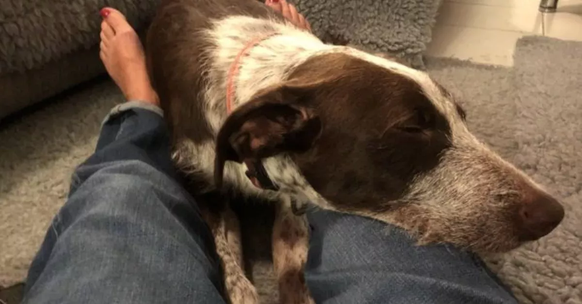 Rescued Dog