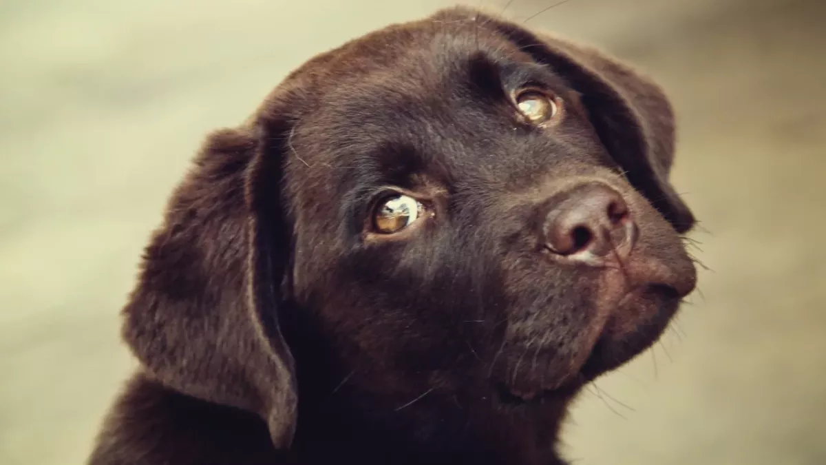 Rescuer’s heartbreak as ‘naive’ puppy waited for days for his cruel owners to return (VIDEO)