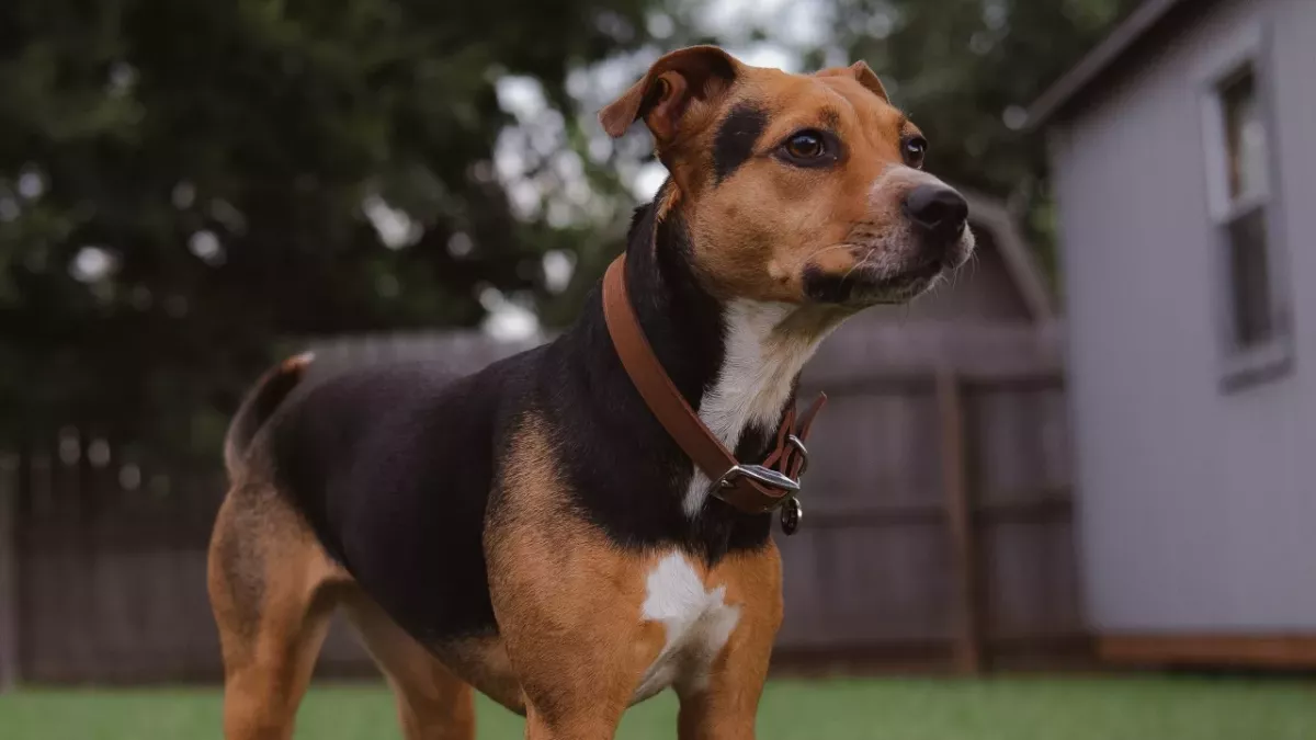 Rescue’s agony as this dog was first 'dumped like rubbish' and then killed by ‘outdated’ law