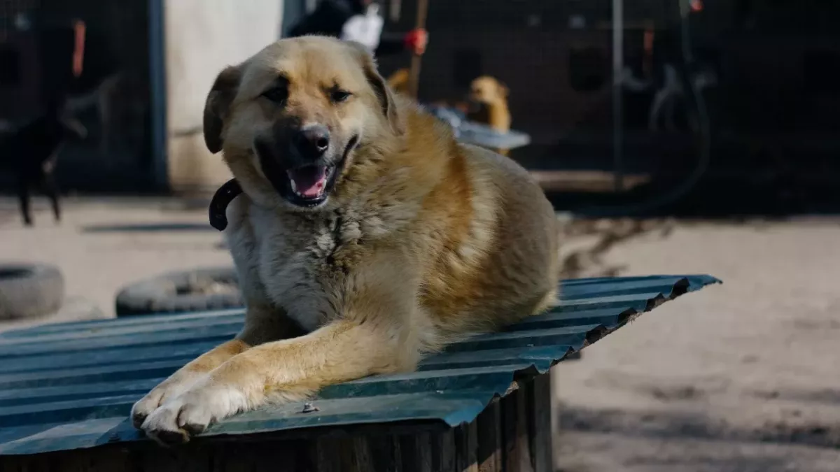 Rescue’s desperate plea as they fear this giant puppy will never find a forever home