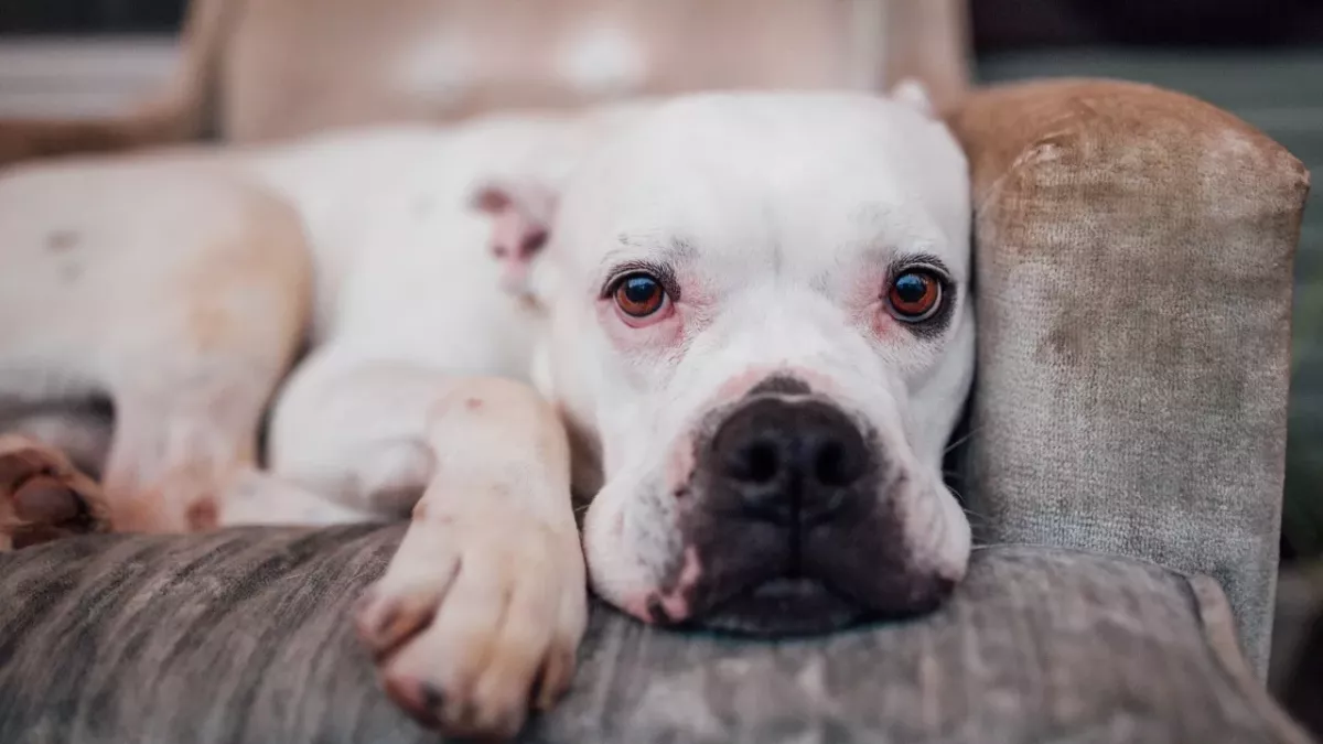 Rescue’s devastation as no one wants to adopt this special needs bulldog