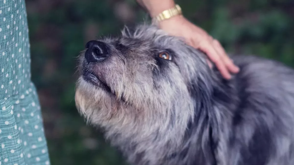Rescue’s heartbreak as this old blind dog was at risk of never being loved again (VIDEO)