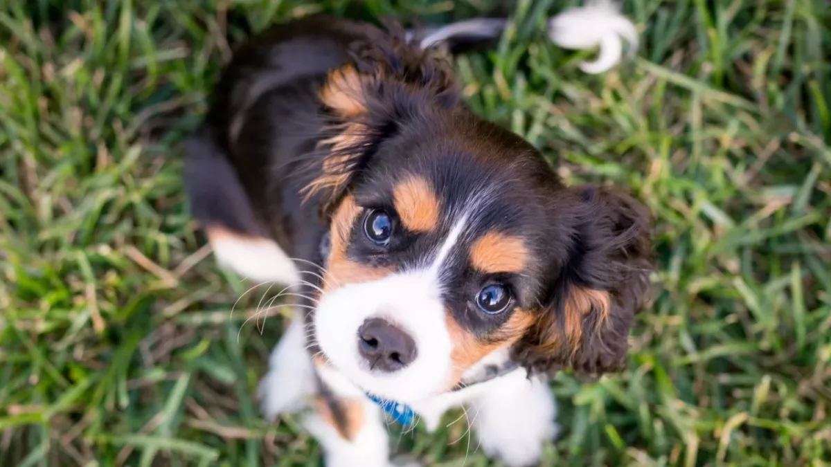 Rescue's plea for help as this dumped puppy with a damaged leg will need it removed 