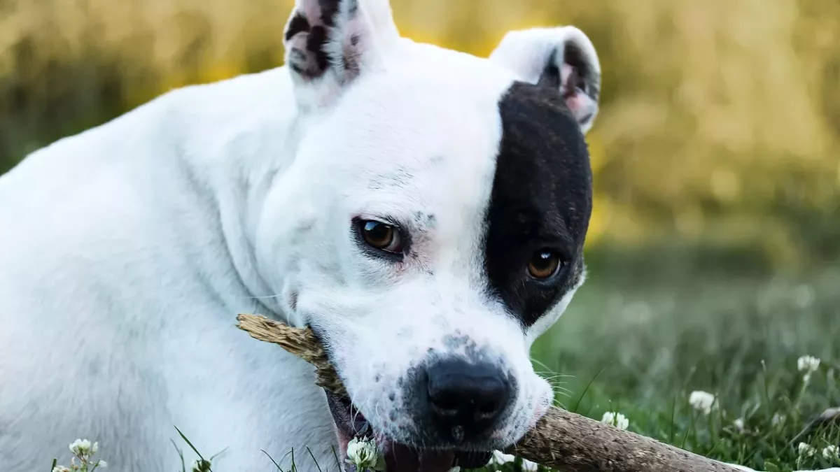 Rescue's plea as this pup with anxiety issues was adopted just to be dumped back at the shelter a week later