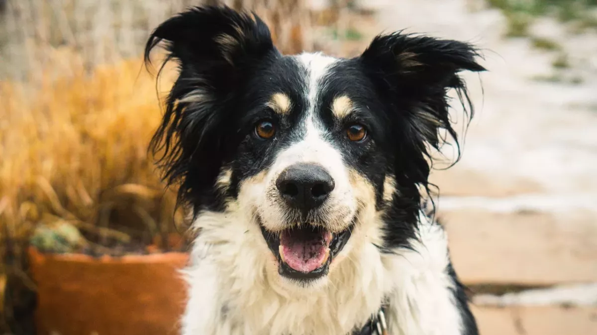Rescue’s tears of joy as this anxious blind dog finally finds a loving stress-free home