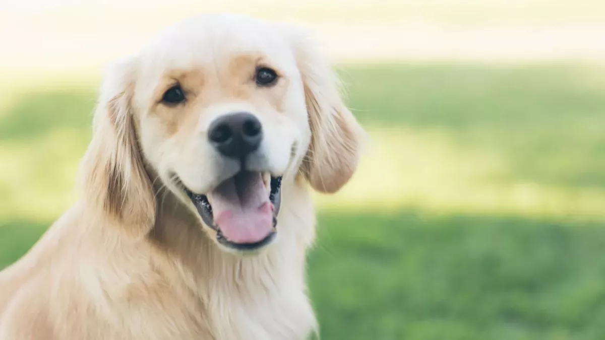 Researchers working on a new drug that might extend the lifespan of dogs