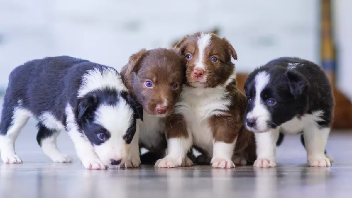 Resident’s shock as four unwanted puppies were dumped over his garden wall 