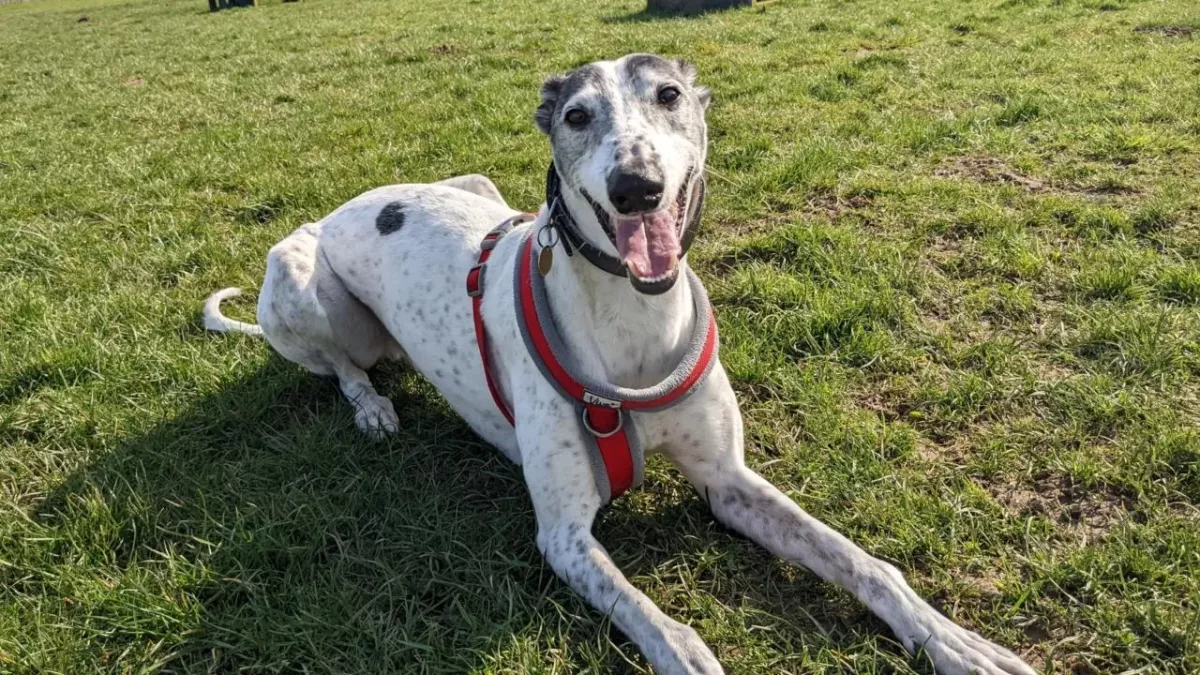 Rspca - Great Ayton Animal Centre