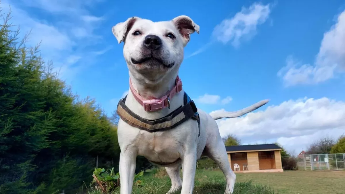 RSPCA has issued a desperate plea to find a new home for this ‘lovely’ dog