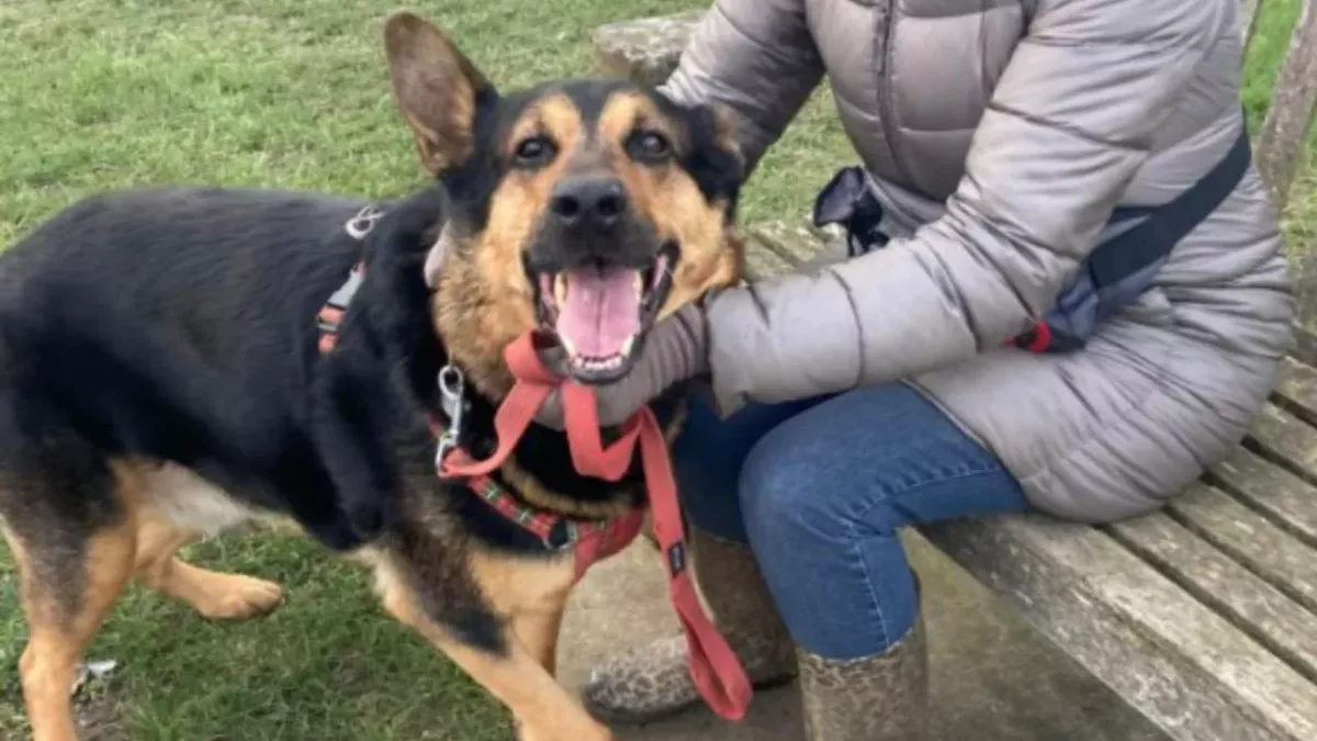RSPCA’s longest staying dog desperate to find a new home