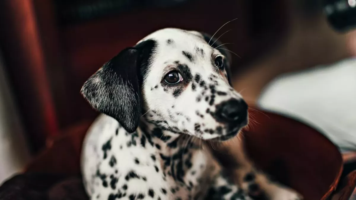 Science confirms Dalmatians to be cutest dog breed 