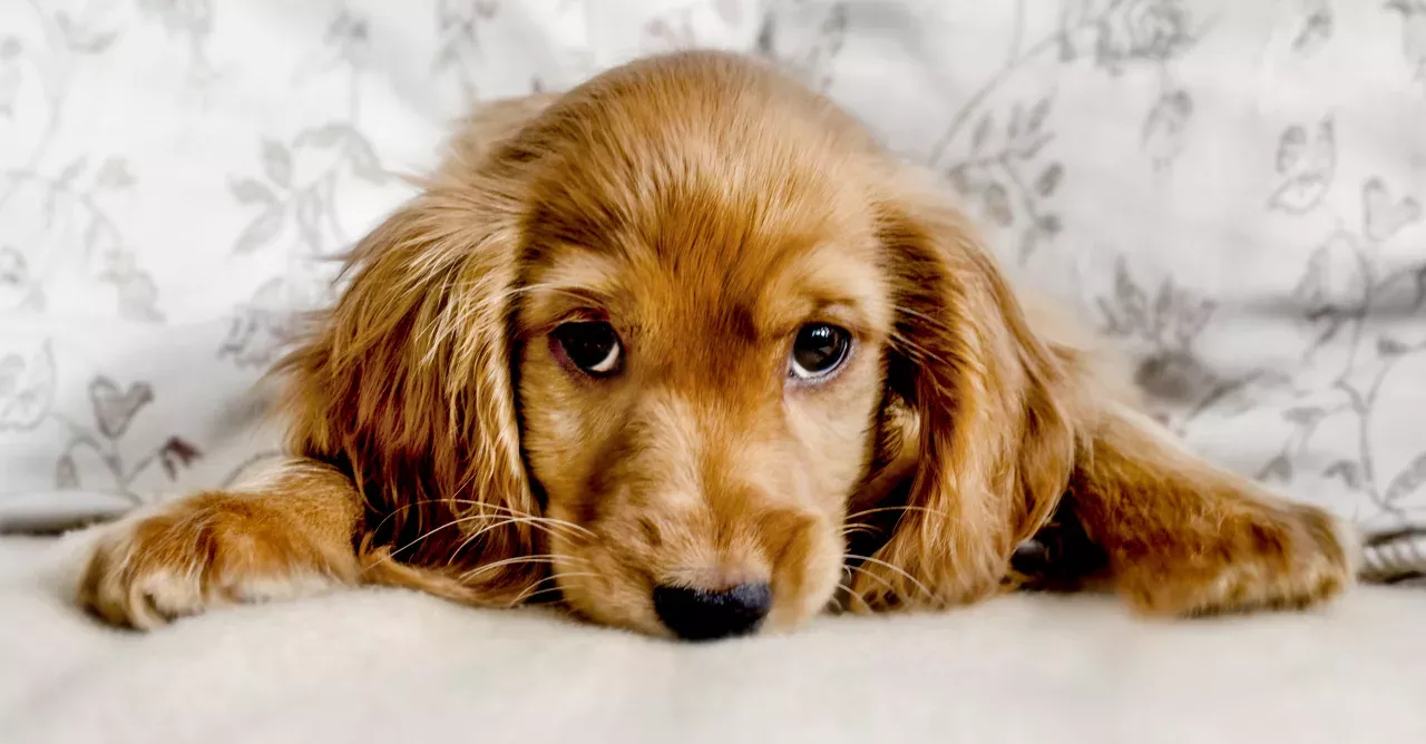Scientists say that dogs have a technique for breaking our hearts  