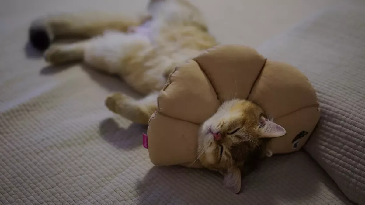 Secret messages behind your cat’s 5 sleeping positions 