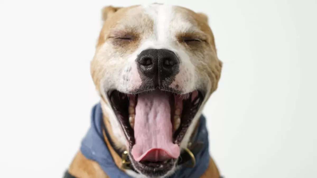 This senior dog was dumped in a shelter to die; instead, it is happier than ever in her ‘fountain of youth’ new home 