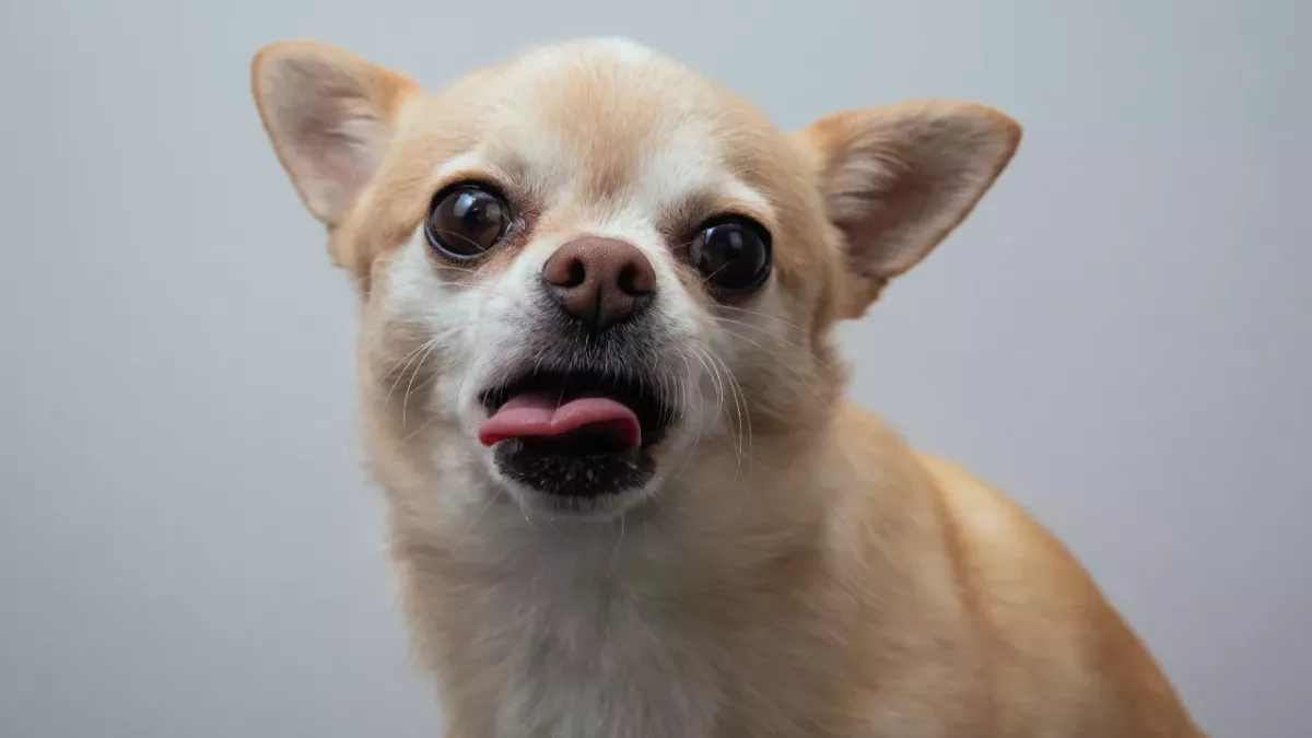 This senior pup's extra long tongue got him abandoned, but it is actually adorable (VIDEO)