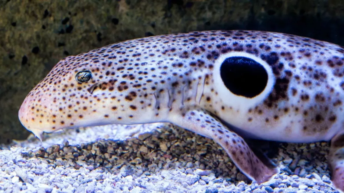 Sharks are learning to walk on land, should we be worried?