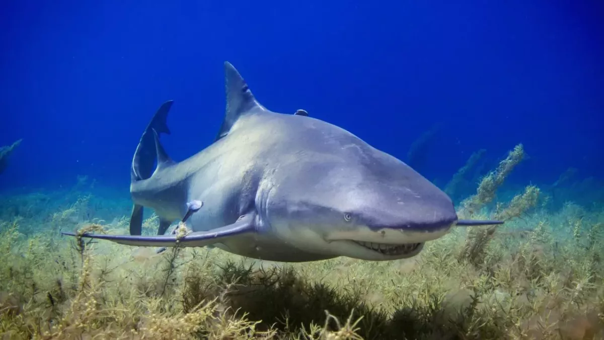 Sharks prefer to roam around coastal cities according to study