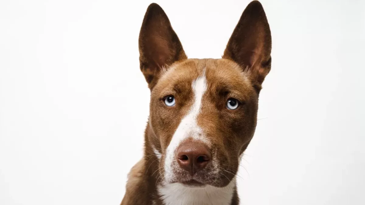 ‘She was hoping they would come back’: a heartbroken pup found dumped on the gas station 