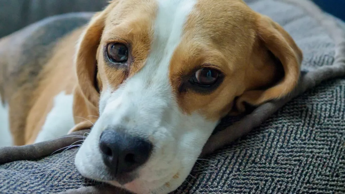 Shelter’s heartache as this dog grew too big for his family and got relinquished