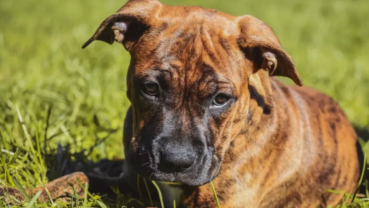 Shelter’s heartbreak over an injured suffering dog dumped on a festive night