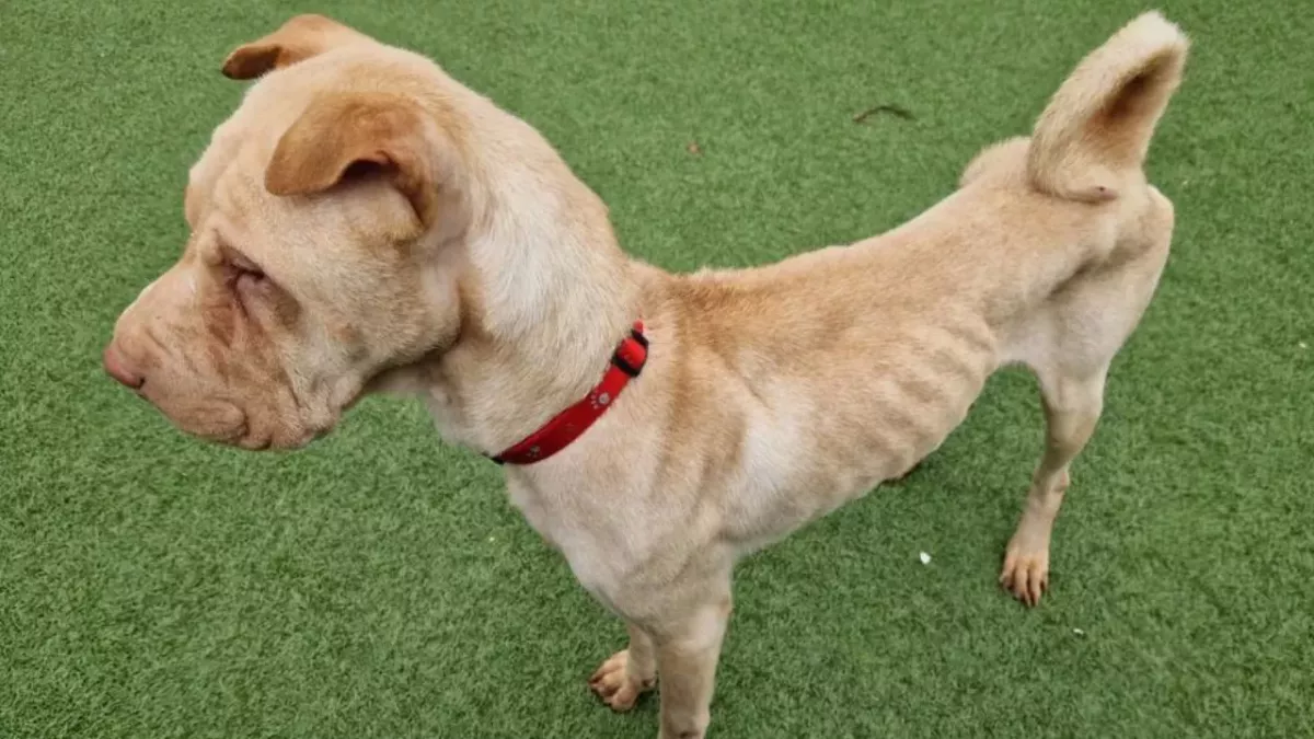 Shelter’s plea over a ‘very timid’ dog that was nearly starved by its owners 