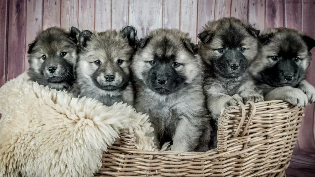 Shock and heartbreak as 117 extremely neglected dogs were rescued from a cruel hoarder's house