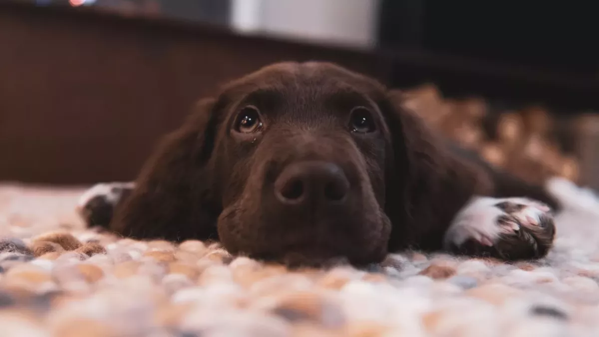 Shock as a senior dog and two cats were left bald and starved to death by a cruel couple 